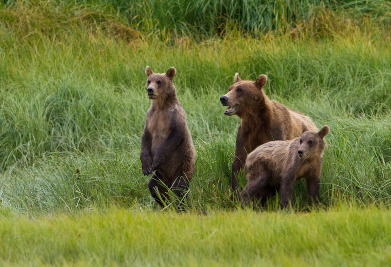 Grizzly Bear Sow And Cubs